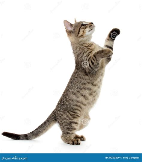 Cute Tabby Kitten Stock Image Image Of Playing Adorable 34253229