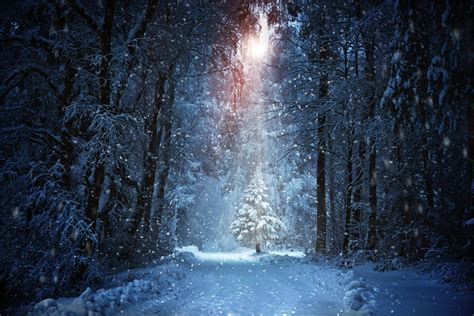 Christmas Night Woodland Wallpapers Wallpaper Cave