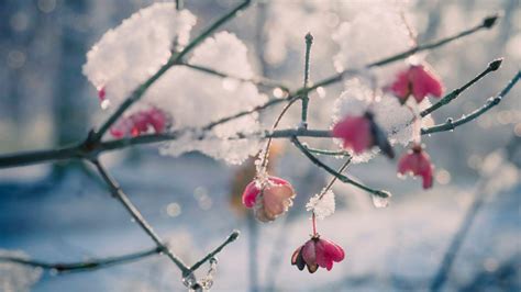 Flowers In Snow Desktop Wallpapers Top Free Flowers In Snow Desktop Backgrounds WallpaperAccess