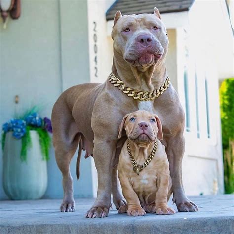 Take a look at these strong female bulldog names. 500 + Pitbull Dog Names - Most Funny,Exotic, Unique and ...