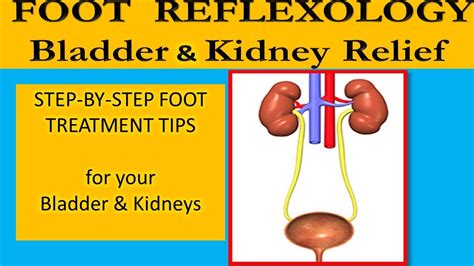 👣how To Do Foot Reflexology On The Bladder Kidneys Ureter To Improve