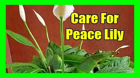 Peace Lily Plant Care How To Care For Peace Lily Plant Youtube