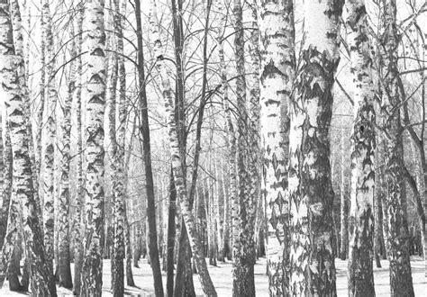 Black And White Photo Of Black And White Birches Stock Image Image Of