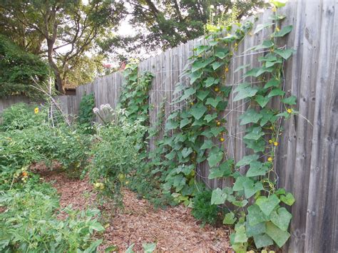 You can make your trellis as small or as big as you need to fit your specific requirements. Easy DIY Cucumber Trellis | Cucumber trellis, Diy trellis ...