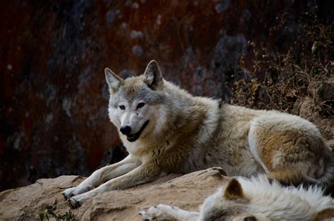 Himalayan Wolf Canis Lupus Chanco Syn Canis Himalayensis Display