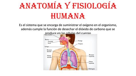 Que Es Anatomia Y Fisiologia