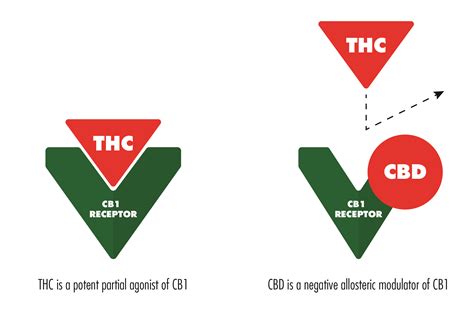 Cbd Vs Thc What Are The Main Differences Technology Networks