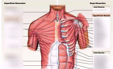 Anatomy Chest Muscles Diagram The Ultimate Chest Workout For Building
