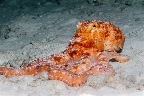 Angry Octopus This Is A White Spotted Octopus Callistocto Flickr