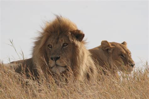 Africa Serengeti Lions By Versscharrelei On Deviantart