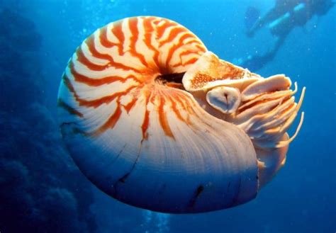Nautilidae Nautilus Pompilius Ocean Creatures Nautilus Nautilus