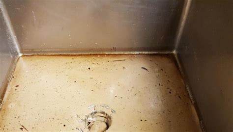 Small fruit flies are nuisance pests, but may act as disease vectors. Cowleys Pest Services - Pests We Treat Photo Album - Fruit ...