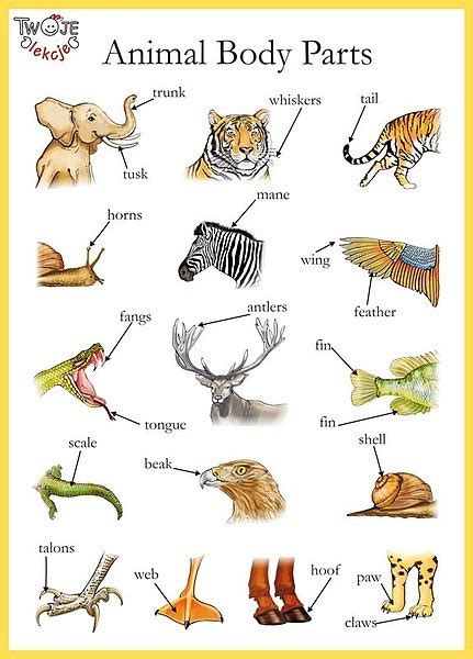 A Diagram Showing The Different Parts Of An Animal S
