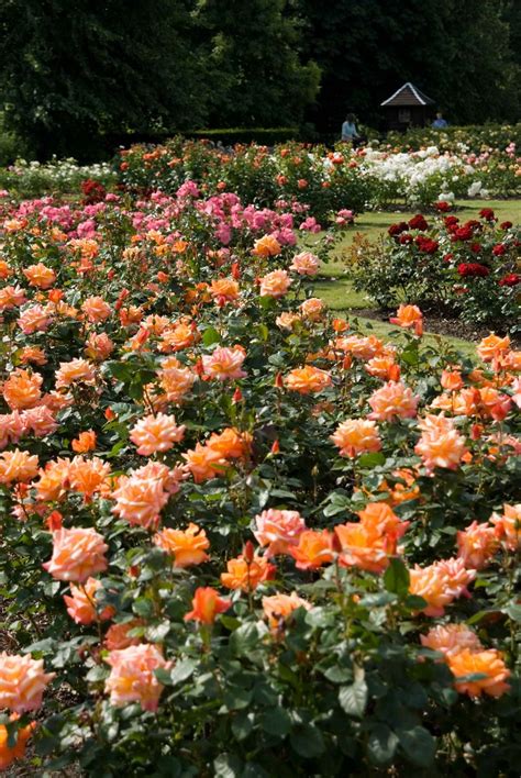 Find the perfect rose picture from over 40,000 of the best rose images. The Rose Garden - Greenwich Park - The Royal Parks