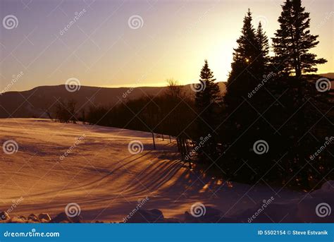 Winter Sunset Aspens In Snow With Shadows Stock Photo Image Of