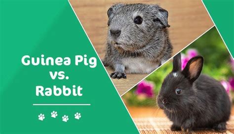 Guinea Pig Vs Rabbit Which Pet Should You Get Pet Keen Rabbits Cage