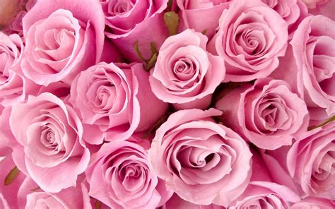 Pink Rose Wallpapers High Quality Download Free