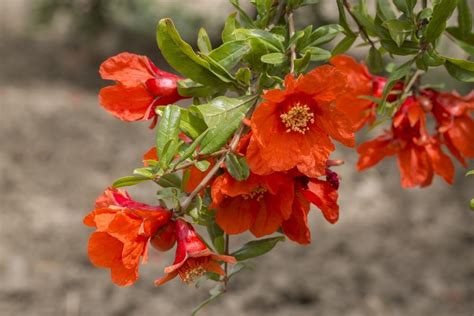 A garden of pomegranates skrying on the tree of life. pomegranate blossom | Showy flowers, Flowers, Annual flowers