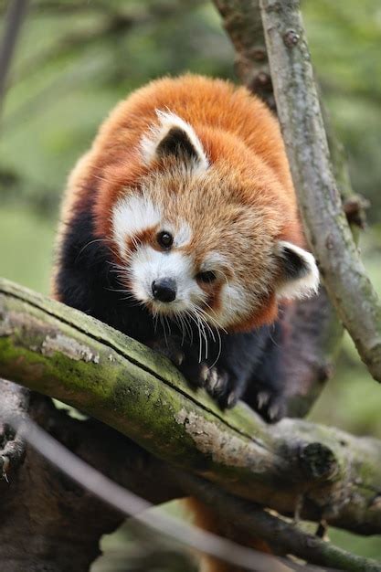 Free Photo Beautiful Endangered Red Panda On A Green Tree