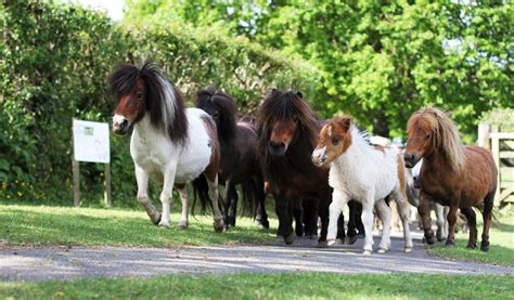 Miniature Pony Centre Visit South Devon