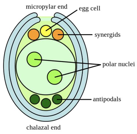 Draw A Labelled Diagram Of Sectional View Of A Mature Embryo Sac Of An