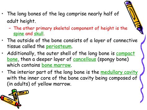 Ppt Anatomy Of The Long Bone Powerpoint Presentation