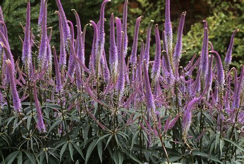 The inflorescence is erect with slender and. Купить Вероникаструм виргинский Фасцинейшн Veronicastrum ...