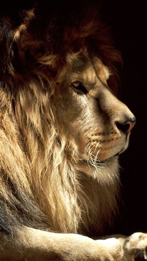 Lion Iphone Wallpapers Wallpaper Cave