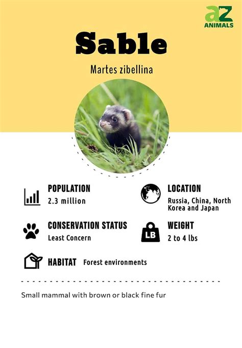 Sable Animal Facts Martes Zibellina A Z Animals