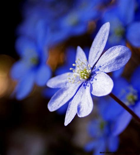 Drag and drop file or browse. Blue Spring Flowers | Wallpapers Gallery