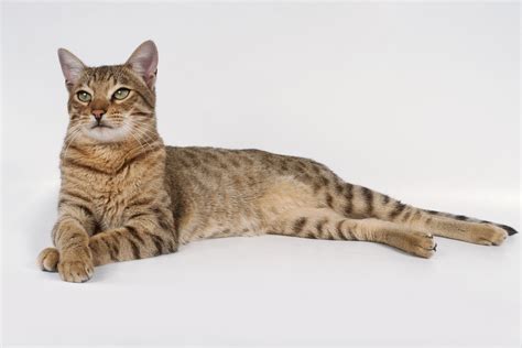 Savannah Cat — Full Profile History And Care