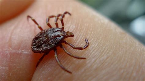 Lyme Disease Tests A Big Business But Some May Not