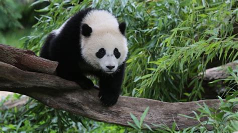 Are Conservation Efforts Really Saving Pandas Youtube