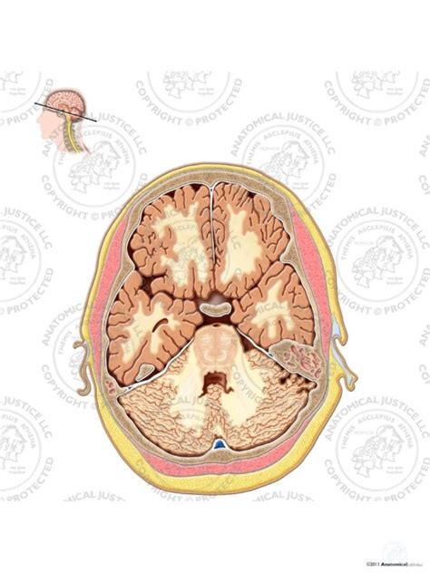 Cross Section Of The Brain Cerebellar Level No Text