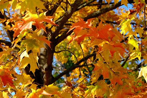 Which is better autumn blaze or autumn fantasy? New Study Sheds Light On How Maple Leaf Extract Can Be An ...