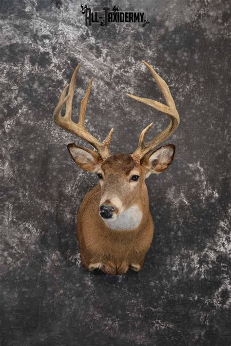 Whitetail Deer Taxidermy Mount For Sale Sku 1214 All Taxidermy