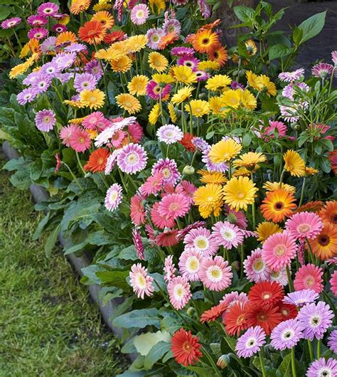 Hardy Gerberas You Can Grow In The Uk Michael Perry Mr Plant Geek