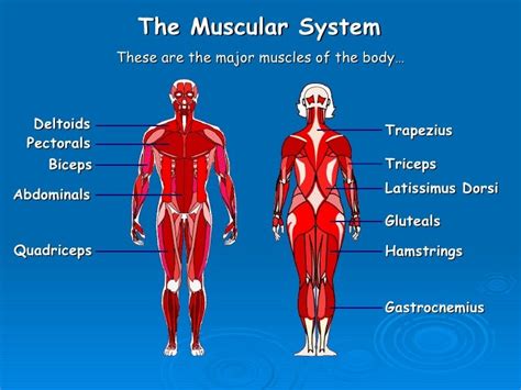 Labelled Muscular System Front And Back Labeled Muscl