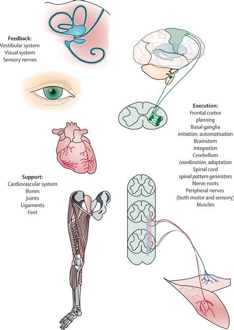 Neurological Gait Disorders In Elderly People Clinical Approach And