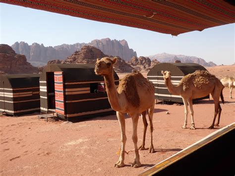 Wadi Rum Desert Wildlife Real Bedouin Experience Day