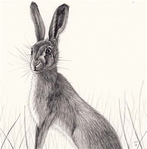 Hare Drawing At Explore Collection Of Hare Drawing