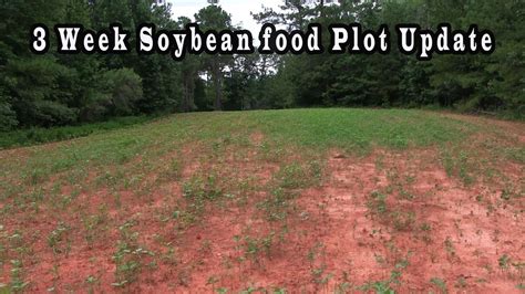 3 Week Soybean Food Plot Update Youtube