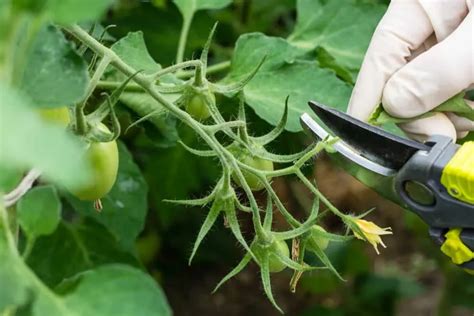 Faut il ou pas tailler les tomates en juin Une simple technique pour accélérer la production