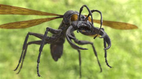 Executioner Wasp