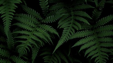 Fern Bush Green 4k Hd Wallpaper