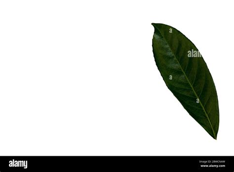 Evergreen Laurel Leaf Seen Against A White Background Stock Photo Alamy