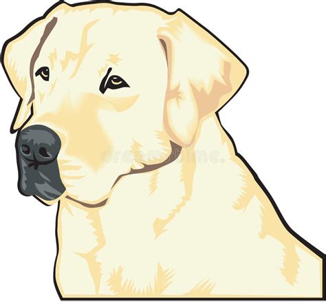 Labrador Retriever Vector Illustration Stock Vector Illustration Of