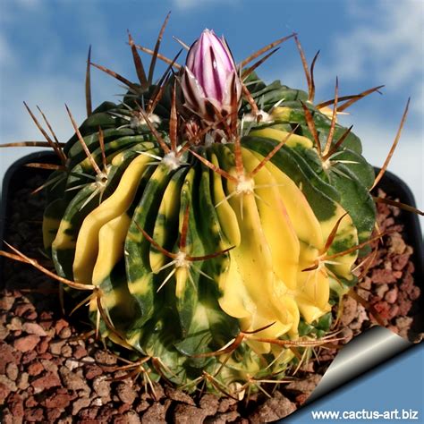 Even the tiniest of cacti can have several feet of roots surrounding them. Echinofossulucactus sp, variegata