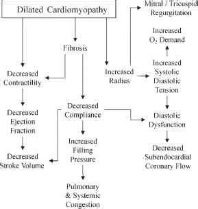 Subsequent myocardial destruction can lead to dilated cardiomyopathy. Pathophysiology Of Dilated Cardiomyopathy - Cardiac ...