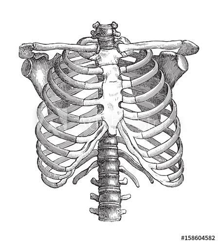 Human Skeleton Thorax Vintage Illustration Skeleton Drawings
